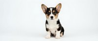 Adorable tricolor Corgi puppy sitting on white background, perfect for pet care marketing, veterinary services, and animal-themed designs.