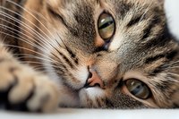 Adorable tabby kitten with striking green eyes lying down, showing detailed whiskers and soft fur texture for pet care and animal lover content.
