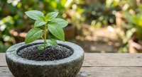 Young green plant seedling growing in stone mortar bowl with dark soil on wooden surface outdoors with natural bokeh background for gardening concepts.