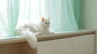 White fluffy cat relaxing on wooden windowsill with mint green curtains in bright natural light for home decor and pet lifestyle concepts.