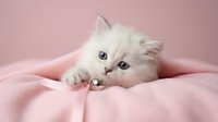 Adorable white fluffy kitten with blue eyes resting on soft pink blanket, perfect for pet care, veterinary, and animal lover content.