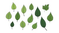 Collection of green leaves in various shapes and sizes isolated on white background for nature design projects and botanical illustrations.