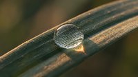 Clear water droplet on green grass blade with golden sunlight creating natural macro photography composition for nature and environmental themes.
