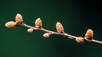 Delicate branch with small beige pine cones arranged in linear composition against dark green background, showcasing natural botanical minimalism and winter season.