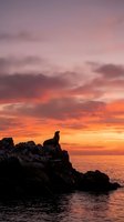 Dramatic sunset seascape with silhouetted figure on rocky cliff overlooking ocean waves under vibrant orange and purple sky clouds for travel and nature themes.