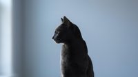 Black cat silhouette sitting by window with natural light creating dramatic profile view for pet photography and animal lifestyle content.