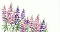 Watercolor lupine flowers in pink and purple hues with green leaves on white background, botanical floral arrangement for spring garden designs.