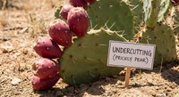 Prickly pear cactus with ripe red fruits and a small sign reading Undercutting Prickly Pear in a dry desert landscape.
