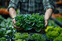 Fresh organic kale bunch held by farmer in plaid shirt at local market garden, showing sustainable agriculture and farm-to-table produce.
