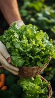 Fresh green curly kale leaves in wicker basket held by gardener wearing protective gloves. Organic harvest with carrots and broccoli in background.