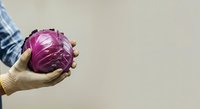 Fresh purple cabbage held in hands, isolated on neutral background. Organic vegetable for cooking, healthy eating, nutrition, and farm produce concepts.