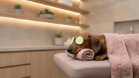 Relaxed dachshund dog enjoying spa treatment with cucumber slices on eyes and pink towel in modern wellness center for pet grooming and relaxation services.