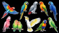 Colorful parrot collection isolated on transparent background, featuring macaws, cockatoos, lovebirds and parakeets. Ready for stickers, clipart, t-shirt design and print on demand.
