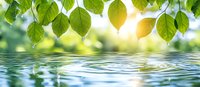 Fresh green leaves with water drops hanging over rippling lake surface in morning sunlight, creating peaceful nature reflection panorama.