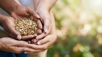 Farmer hands holding harvested grain seeds in cupped palms outdoors with blurred green field background, representing agriculture, crop yield, and sustainable farming practices.