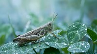 Brown grasshopper with detailed markings resting on green leaves covered in morning dew drops, showcasing natural insect behavior in garden environment.