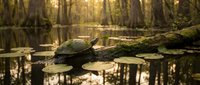 Turtle basking on fallen log in peaceful swamp waters during golden hour sunrise with cypress trees reflecting in calm wetland habitat.