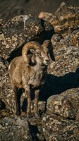 Majestic bighorn sheep ram with curved horns standing proudly among rocky mountain terrain in natural wilderness habitat for wildlife photography.