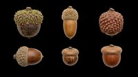 Six detailed acorn varieties isolated on transparent background, ready for fall clipart, stickers, t-shirt design, print on demand, and sublimation projects.