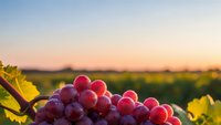 Fresh red grapes hanging on vine in vineyard during golden hour sunset with blurred agricultural landscape background for wine industry marketing.