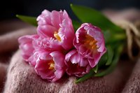 Fresh pink tulips with ruffled petals and orange centers lying on textured fabric, captured in soft natural lighting with selective focus creating romantic mood.