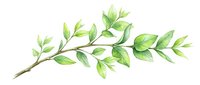 Watercolor botanical branch with fresh green leaves isolated on white background, suitable for design projects, invitations, and decorative applications.