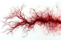Red blood vessels branching pattern on white background, abstract medical illustration showing capillary network and arterial system anatomy in watercolor style.