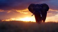 African elephant silhouetted against dramatic orange sunset sky, walking through tall savanna grass. Majestic wildlife scene with glowing clouds and backlit tusks.