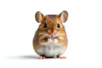 Adorable brown hamster with white belly sitting and holding food in its cheeks against white background, isolated pet portrait for veterinary and animal care designs.