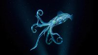 Luminous blue octopus floating in dark ocean depths with glowing tentacles and translucent body for marine biology education and underwater wildlife content.