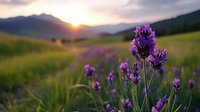 Purple lavender flowers blooming in mountain meadow at golden sunset with soft bokeh background for natural wellness and aromatherapy designs.