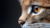 Close-up portrait of domestic cat with striking amber eyes and detailed fur texture against dark background for pet photography and animal portraits.