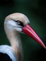 Close-up portrait of white stork with distinctive red beak against dark green background, showing detailed feathers and piercing eye in soft natural lighting.