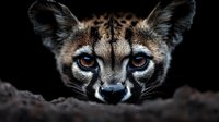 Wild spotted cat with piercing blue eyes hiding behind rocks in darkness. Nocturnal predator portrait showing intense gaze and natural camouflage patterns.