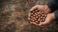 Farmer's hands holding freshly harvested chickpeas or legume seeds over soil ground, agricultural harvest and farming concept for crop production and sustainable agriculture.