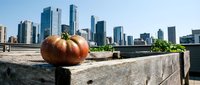 Ripe orange pumpkin placed on weathered wooden fence with modern city skyline and tall buildings in background, autumn harvest season concept for fall decorations and seasonal marketing.