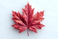 Vibrant red maple leaf isolated on white background, showcasing detailed veins and serrated edges for seasonal designs and autumn themes.