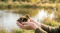 Young duckling resting in cupped hands near water, wildlife care and nature conservation concept for educational and environmental awareness campaigns.
