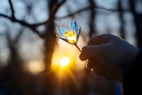 Delicate blue spring flower held up against golden sunset rays creating magical bokeh effect through petals, dreamy nature photography with soft blurred background.