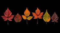 Seven autumn leaves in red, orange, green, and burgundy tones, isolated on transparent background. Ready for T-shirts, stickers, clipart, and print on demand.