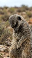 Adorable meerkat sitting upright in natural desert habitat, looking down with curious expression. Wildlife photography showcasing African savanna animal behavior.