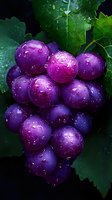 Fresh purple grapes with water drops on dark background, close up macro shot showing juicy ripe fruit cluster against green vine leaves.