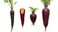 Purple heirloom carrots with green tops isolated on white background. Organic root vegetables for healthy cooking and farm-fresh produce displays.