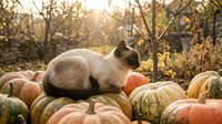 Siamese cat sitting among colorful pumpkins and gourds in autumn garden with warm sunlight filtering through bare branches creating cozy fall harvest scene.