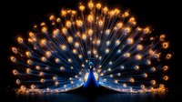 Luminous peacock silhouette with glowing feathers against dark background creates magical atmosphere, fantasy bird with illuminated plumage display at night.