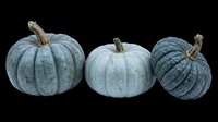 Three blue-gray pumpkins isolated on transparent background, ready for fall designs, stickers, t-shirts, print on demand, sublimation, and seasonal clipart use.