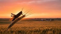 Wheat ears in hand against golden sunset field landscape showcasing agricultural harvest season and farming prosperity in rural countryside setting.