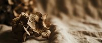 Dried hydrangea flowers in warm sepia tones creating nostalgic autumn mood on textured wooden surface with soft natural lighting and shadows.