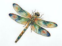 Dragonfly with detailed wings in gold, green, and blue tones, isolated on white background. Suitable for nature designs, educational materials, and decorative applications.
