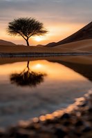 Lone acacia tree silhouetted against golden sunset sky, perfectly reflected in still desert oasis water with sand dunes and mountains in background.